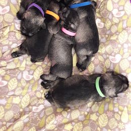 Miniature Schnauzer Puppies from Starbound Miniture Schnauzer's
