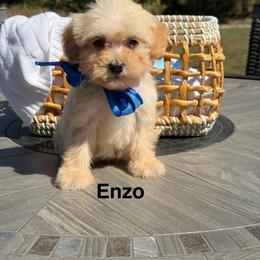 Envo - Cream male Goldendoodle puppy in Estesburg, Kentucky from Wet Goldendoodle Kisses