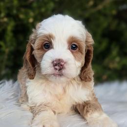 Koda - Buff and white male Cockapoo puppy in Salt Lake City, Utah from Utah Cocker Spaniels