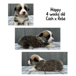 Happy - Red male Pembroke Welsh Corgi puppy in Stephenville, Texas from Rising JM Pembrokes