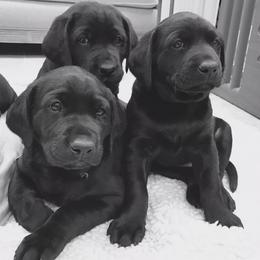 Labrador Retrievers from Kelley Hall's Labrador Retrievers