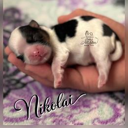 Nikolai - Tricolor male Shih Tzu puppy in Yelm, Washington from Lala's All Star Shih Tzu