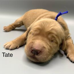 Tate - Dark golden male Golden Retriever puppy in New Ringgold, Pennsylvania from Hawk Mountain Doodles