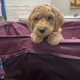 Goldendoodle and Poodle Puppies from Ransone’s Ridge Runners Poodles and Doodles