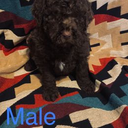 Goldendoodle Puppies from GPS Doodles