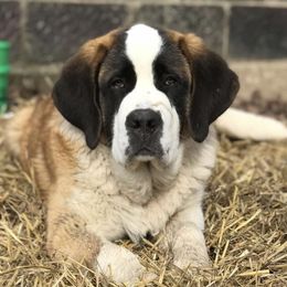 Hank - Saint Bernard