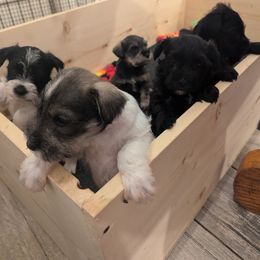 Miniature Schnauzer Puppies from Mississippi Mini Schnauzers