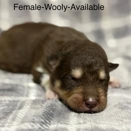Girl 7 - Red and white female Alaskan Malamute puppy in Rensselaer, Indiana from Moot Manor Malamutes