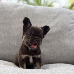 Amora - Tricolors female French Bulldog puppy in Glendale, Arizona from Frenchiepuphub