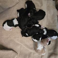 Springerdoodle Puppies from 64 Farm