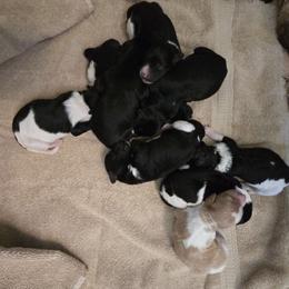 Springerdoodle Puppies from 64 Farm