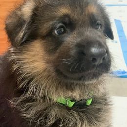 German Shepherd Puppies from Vom Goodchris German Shepherds