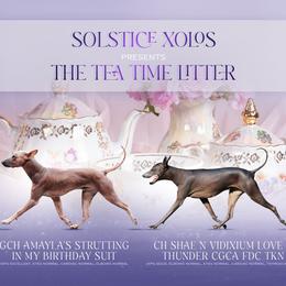 Xoloitzcuintli puppies from Solstice Xolos