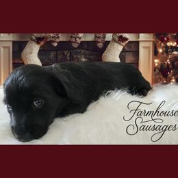 Coal - Limited AKC - Christmas Puppy - Black male Dachshund puppy in Tennessee from Farmhouse Sausages