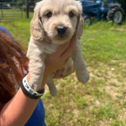 Cookie - Cream female Dachshund puppy in Mansfield, Missouri from Owens Farm