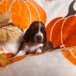 Girl 2 - Black brown and white female Basset Hound puppy in Manteca, California from AKC Basset Hounds Puppy