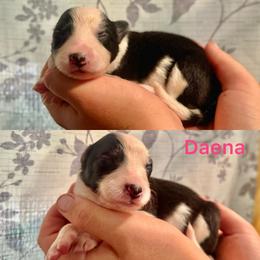 Daena - Black and white female Border Collie puppy in Santa Cruz, California from Von Guadachi German Shepherds & Audacity Border Collies