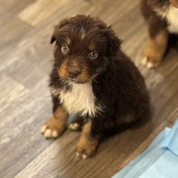 Blue collar - Red tri-color male Australian Shepherd puppy in Greenville, Texas from Huneycutt Wiggles