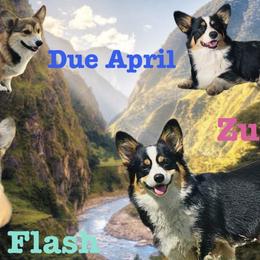 Pembroke Welsh Corgi puppies from Corgis of the Mountain Valley