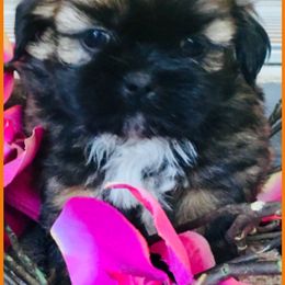 Shih Tzu Puppies from shihtzudynasty Pings Dynasty