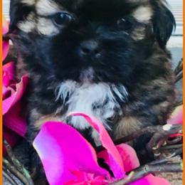 Shih Tzu Puppies from shihtzudynasty Pings Dynasty