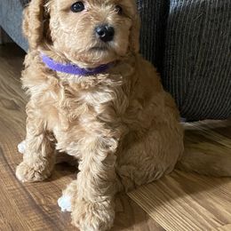 Maltipoo Puppies from Third Coast Maltipoos