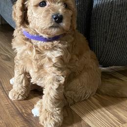 Maltipoo Puppies from Third Coast Maltipoos