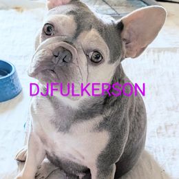 Penelope - French Bulldog