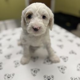 Green Collar Girl - Chalk female Australian Labradoodle puppy in Hagerstown, Maryland from Westfields Labradoodles