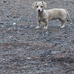 Girl - Cream female Dachshund puppy in Ponce De Leon, Florida from Brittany's Dachshunds
