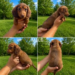 Chocolate Based Red Boy - Chocolate and tan male Dachshund puppy in Oklahoma from Wild Weenies - Dachshund Ranch