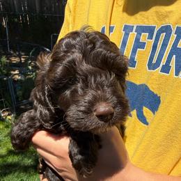 Bolt - Chocolate male Labradoodle puppy in Lancaster, California from Mini Doodles