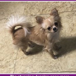 Jeanine - Chihuahua