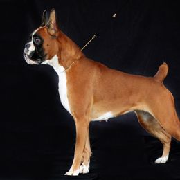 Boxer All Grown Up from Dizara Boxers