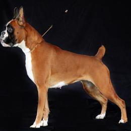 Boxer All Grown Up from Dizara Boxers