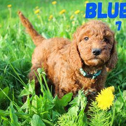 Blue Boy - Red  Goldendoodle puppy in Anchorage, Alaska from Lindsey Family Doodles