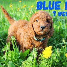 Blue Boy - Red  Goldendoodle puppy in Anchorage, Alaska from Lindsey Family Doodles