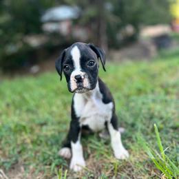 Girl 3 - Brindle female Boxer puppy in Prestonsburg, Kentucky from Diamond Standard Boxers