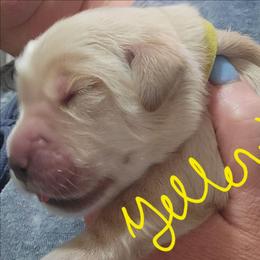 Yellow collar - Light golden male Golden Retriever puppy in Brush Prairie, Washington from Paradise Peaks