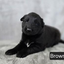 Brown Collar - Black male German Shepherd puppy in Sumner, Iowa from Vom Wilke Kennels