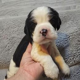Major - Black white and tan male Cocker Spaniel puppy in Florence, South Carolina from Reddick's American Cocker Spaniels