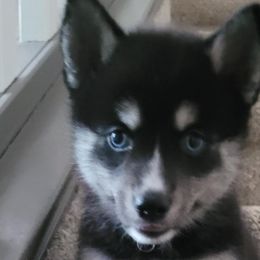 Eleanor "Ellie" - Black Pomsky puppy in Allen, Texas from Arctic Cream Fluff Pomsky