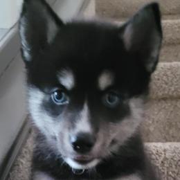 Eleanor "Ellie" - Black Pomsky puppy in Allen, Texas from Arctic Cream Fluff Pomsky