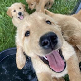 Golden Retriever Puppies from Hearth & Homestead