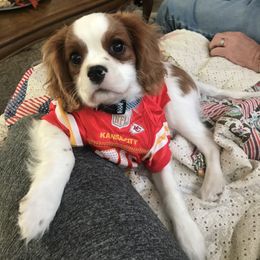 Cavalier King Charles Spaniel Puppies from Christina’s Cavaliers