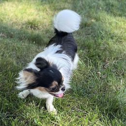 Cy - Chihuahua