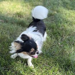 Cy - Chihuahua