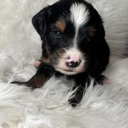 Goldendoodle Puppies from Luxe Doodle Haven