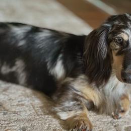 Dachshunds from Hidden Creek Dachshunds