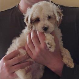 Eclipse - Parti female Goldendoodle puppy in Layton, Utah from Lauralyn's Goldendoodles
